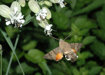Taubenschwänzchen (Macroglossum stellatarum) - © Leo Kuzmits